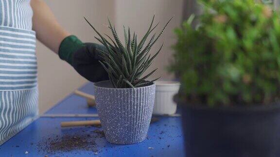 亚洲妇女把土壤放在盆栽植物中