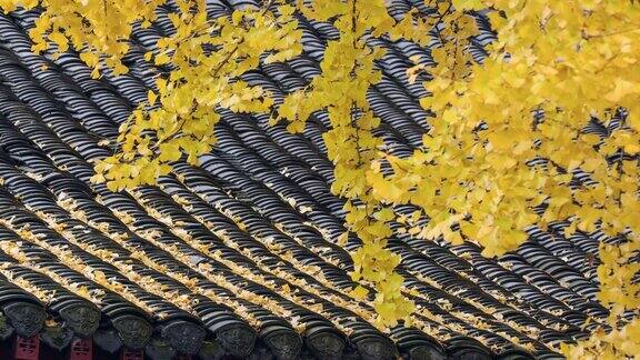 银杏树的黄叶落在中国古代建筑的屋顶上