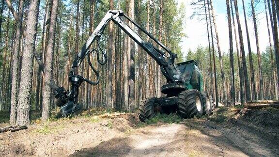 拖拉机正在收割松树并锯它们森林砍伐森林砍伐概念