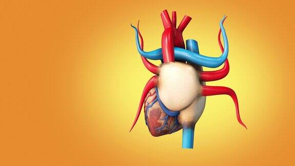人体心脏的医学结构