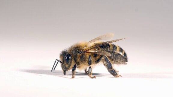 欧洲蜜蜂意大利蜜蜂白底黑蜂诺曼底实时4K