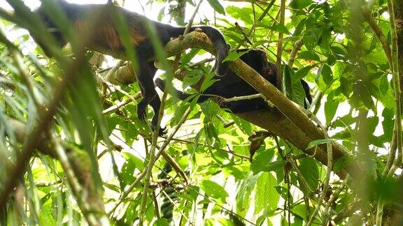 在成熟的巴拿马树上年幼的猴子接近休息的成虫