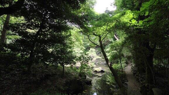 在夏日阳光明媚的日子里东洋花园的一个日本花园池塘倾斜向下