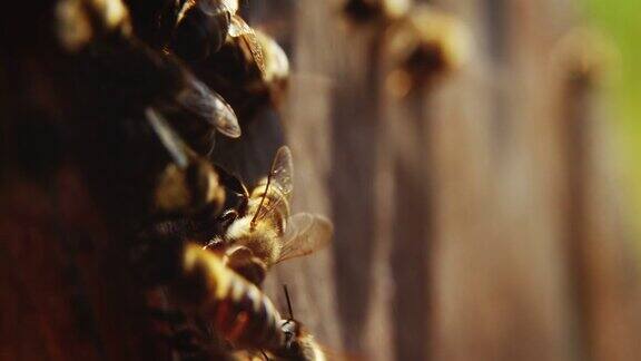 蜜蜂的特写画面上面爬满了蜜蜂