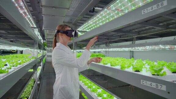 科学家们一个穿着白色浴衣的女人使用太阳镜实际上是一个虚拟的农场与水培灌溉控制遗传学家分析种植在种植园里的蔬菜的组成