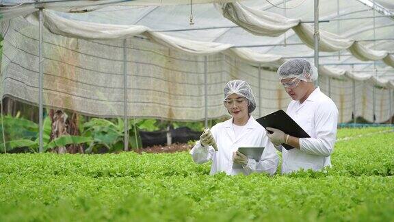 亚洲科学家一起使用设备和数字平板电脑来检查温室实验中有机蔬菜水培实验的质量和数量结果