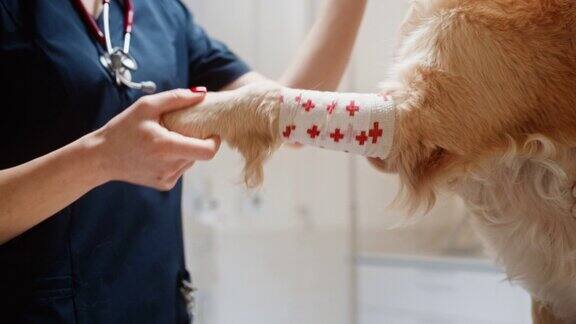 近距离女兽医评估受伤的前腿在一个平静的金毛寻回犬现代兽医诊所的专业兽医检查被白色绷带和红十字包裹的愈合的爪子