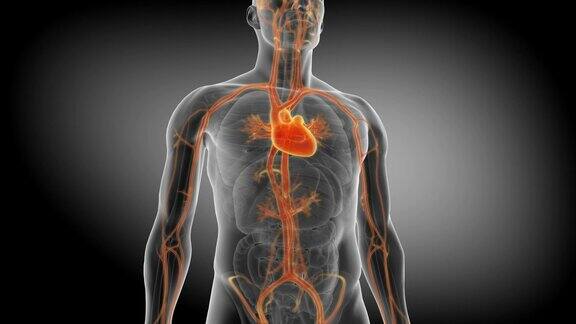 人体的循环系统医学上精确的心脏动画与静脉和动脉