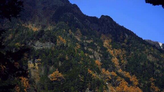 秋天的日本山上一些树变黄了
