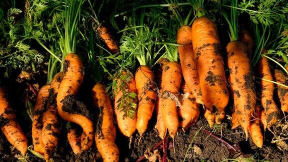 胡萝卜在花园里收获生长有选择性的重点食物