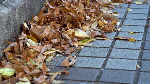 秋叶在路上的地上