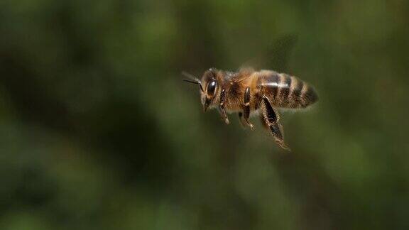 欧洲蜜蜂意大利蜜蜂飞行中的蜜蜂诺曼底4K慢镜头