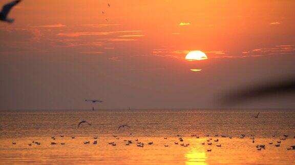 日落与鸟在自然海鸥飞行