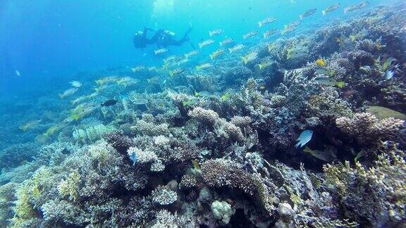 成群的黑斑鲷鱼游过珊瑚礁背景是潜水员红海埃及