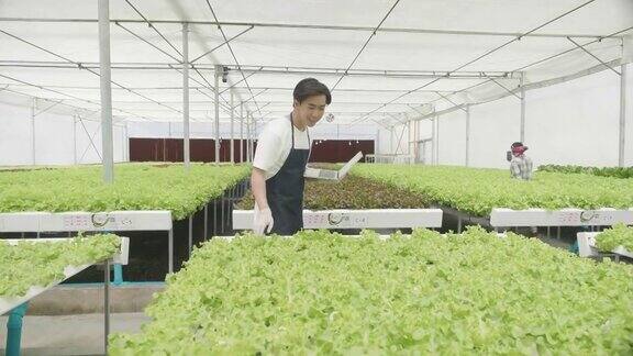 在温室里种植绿色沙拉和蔬菜的水培法园丁们精心照料有机蔬菜