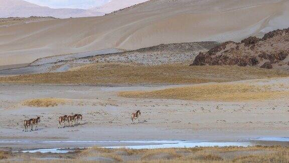 一群西藏野驴正在青藏高原的上游行走