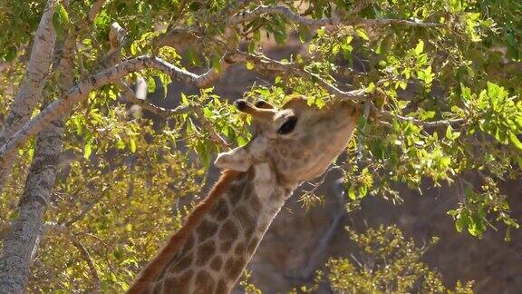 长颈鹿在吃树上的叶子