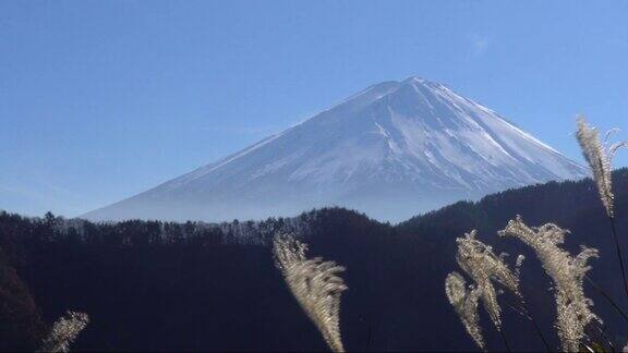 富士山蒲苇草