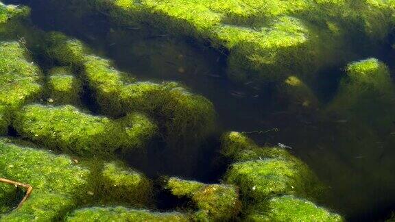 鱼在长满绿藻的池塘里游泳