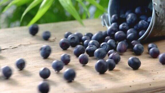 新鲜成熟的蓝莓从一个金属桶里溢出来在一张木桌的表面上滚动