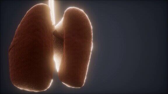 循环3d渲染的人体肺精确的医学动画