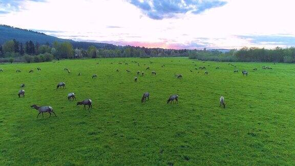 春季迁徙季节麋鹿群在日落时吃草