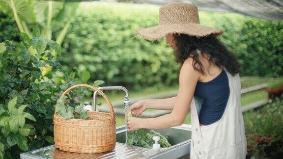一名亚洲妇女在自家花园里采摘蔬菜