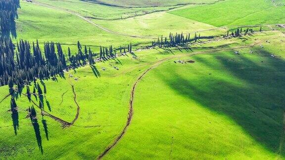 新疆那拉提草原绿色草地景观的航拍镜头
