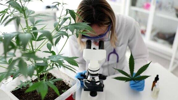 科学家化学家在实验室通过显微镜观察大麻植物的背景