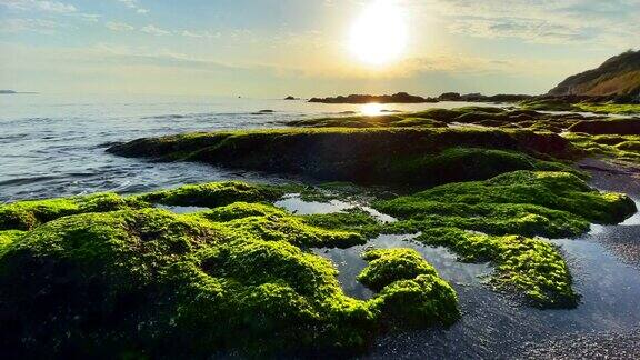 海滩上的日落海景和岩石上的海藻