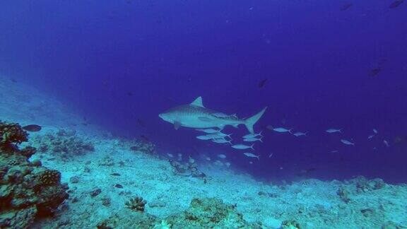 虎鲨在蓝色的水中慢慢地游着成群的热带鱼在附近游着虎鲨虎鲸印度洋福瓦穆拉环礁老虎动物园潜水地点马尔代夫