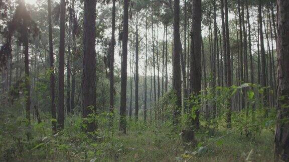 4k摄影车拍摄松树林