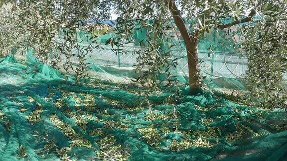 意大利利古里亚橄榄树采摘网上的新鲜橄榄