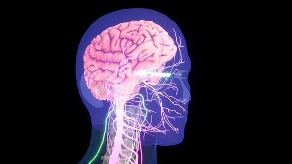 人体神经系统大脑解剖学中心器官人体中枢神经系统大脑解剖3D动画