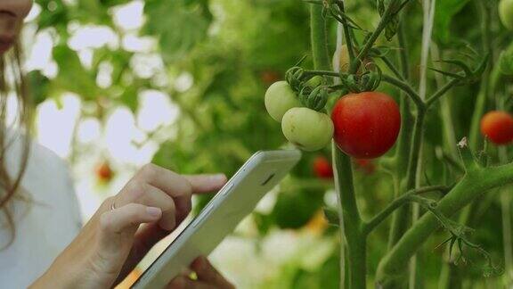 一个穿着白衬衫的女农民在温室里用数码平板电脑监控番茄的生长聪明的有机农场