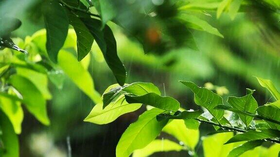 在泰国清迈省的绿植上下雨