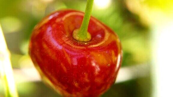 成熟的红樱桃