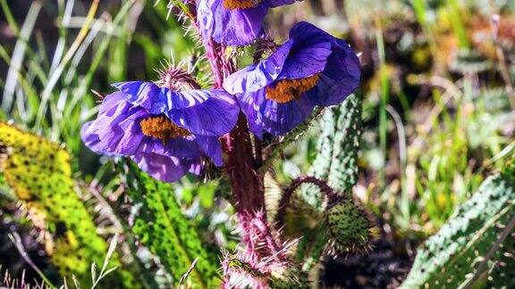 青藏高原上罕见的紫色花:绿绒蒿