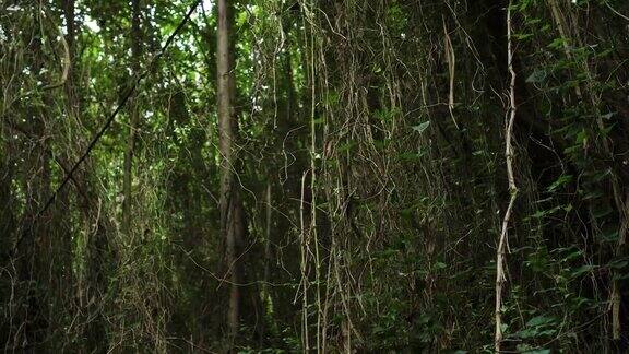 野生的古老热带雨林爬满了植物长春藤蔓生在黑暗的神秘灌木丛中