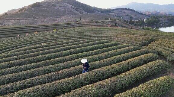 农民在茶园工作的鸟瞰图