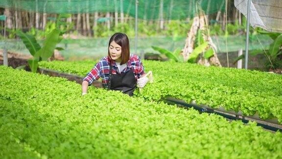 亚洲年轻女性农民检查在一个水培农场的蔬菜沙拉在温室中生长的质量控制在我们的小型企业农业农场和水果产品