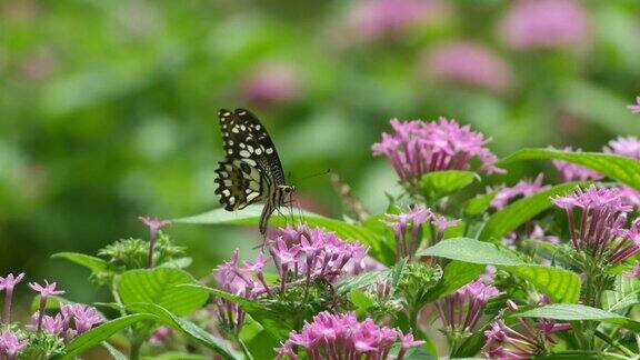 燕尾蝶和蜜蜂从花中吸食花蜜