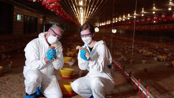 两位兽医确保最佳家禽健康:在农村养鸡场的蒸发冷却中工作