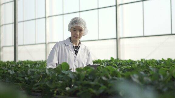 4K女科学家使用数字平板电脑检查温室中的有机草莓农场