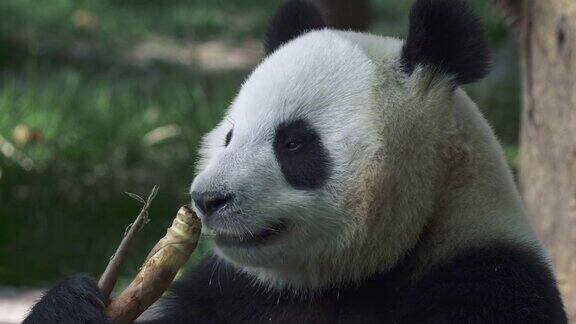 大熊猫吃竹子4kUHD
