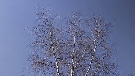 春天阳光明媚的天气里公园里的桦树枝头