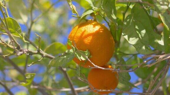在热带花园中种植新鲜的橙子4k慢镜头60fps