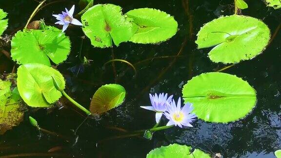 荷叶和荷花在湖水里