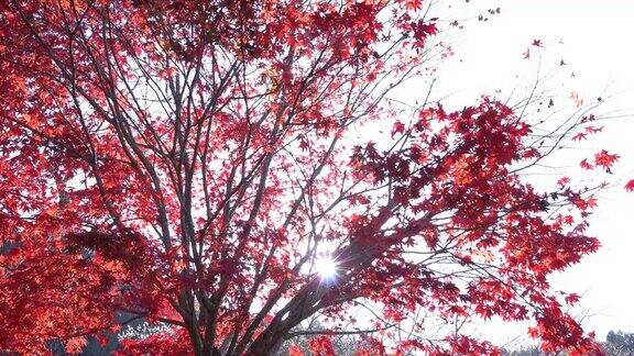 日本大原的七彩秋叶