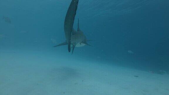 黄褐色护士鲨-内布里乌斯ferrugineus和粉红色whpray-Himanturafai游过沙底印度洋马尔代夫亚洲